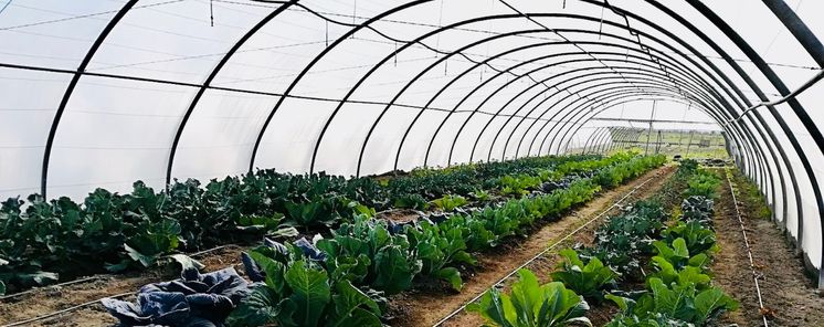 El Plan Emprendedor de Fundacin Econime ofrece ayuda y oportunidades de Empleo en Agricultura Ecolgica en Extremadura