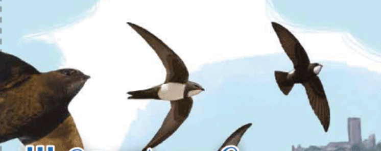 Programa Festival de los Vencejos Alange